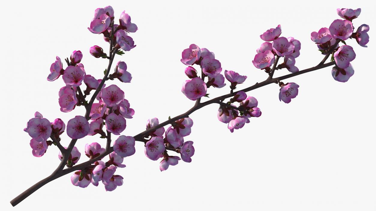 3D Sakura Tree Branch with Pink Flowers