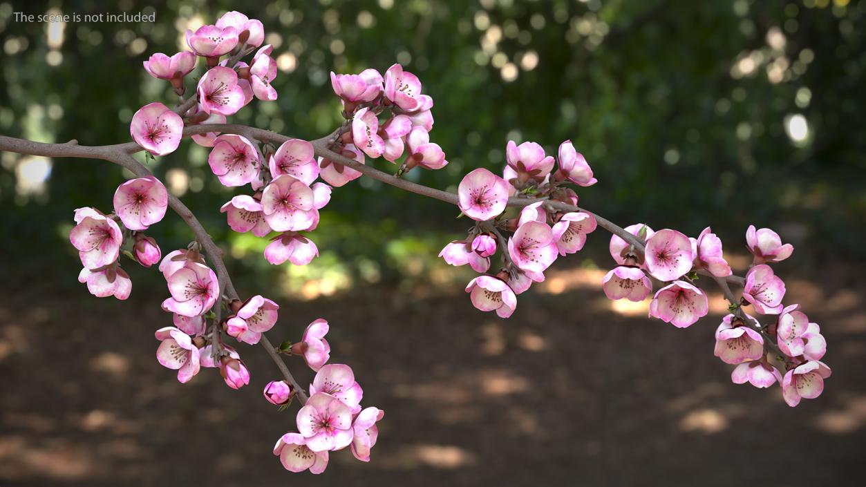 3D Sakura Tree Branch with Pink Flowers