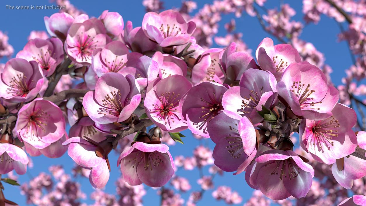 3D Sakura Tree Branch with Pink Flowers