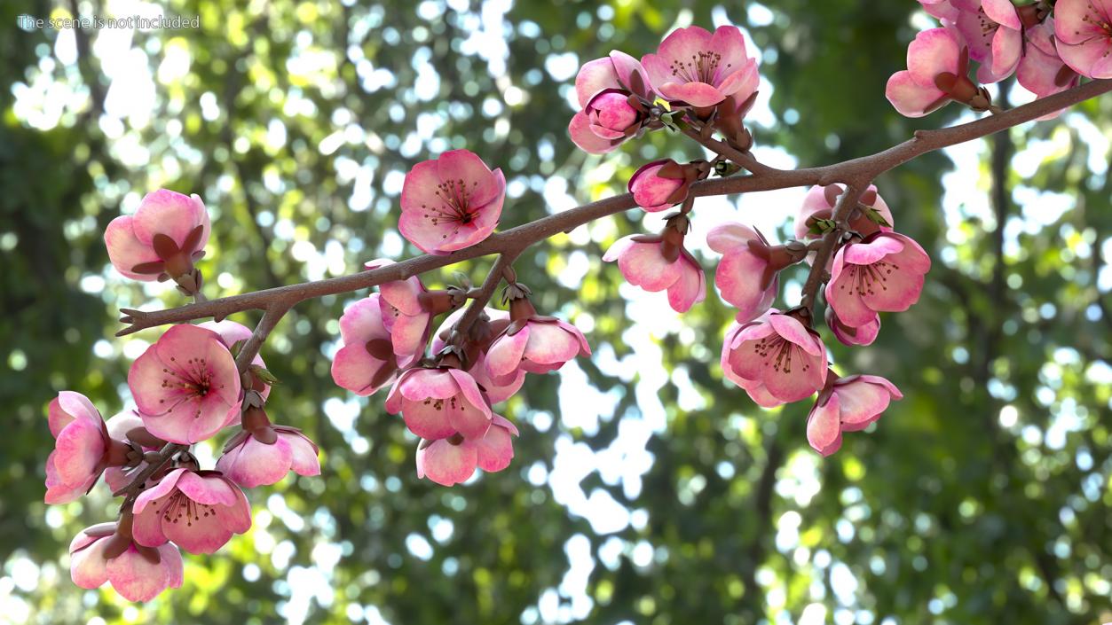 3D Sakura Tree Branch with Pink Flowers