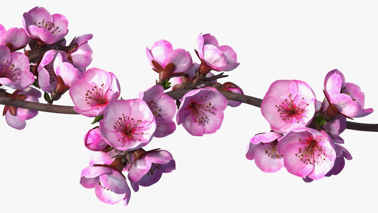 3D Sakura Tree Branch with Pink Flowers