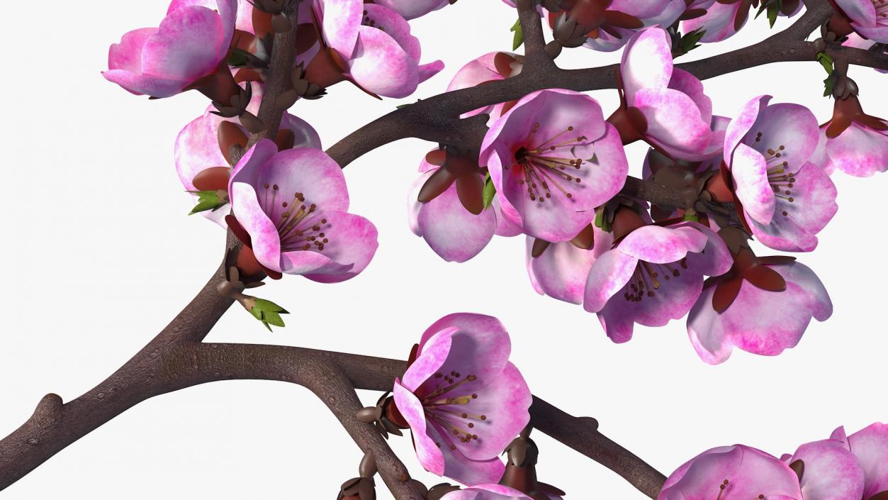 3D Sakura Tree Branch with Pink Flowers