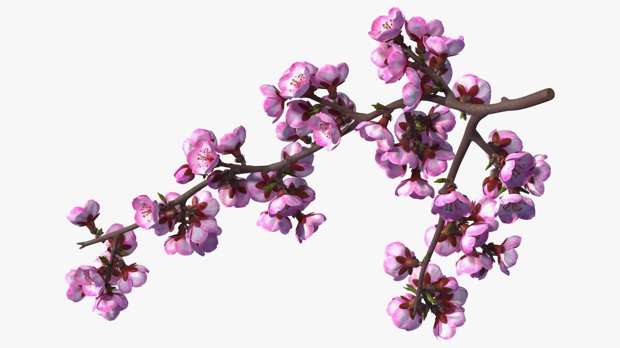 3D Sakura Tree Branch with Pink Flowers