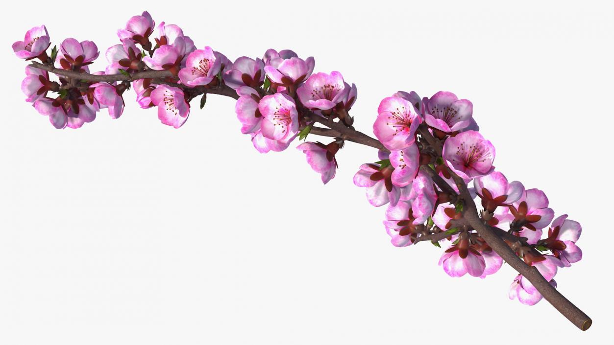 3D Sakura Tree Branch with Pink Flowers