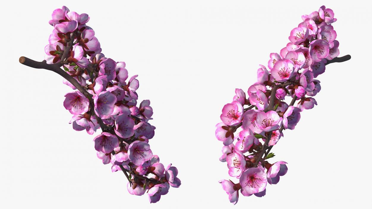 3D Sakura Tree Branch with Pink Flowers