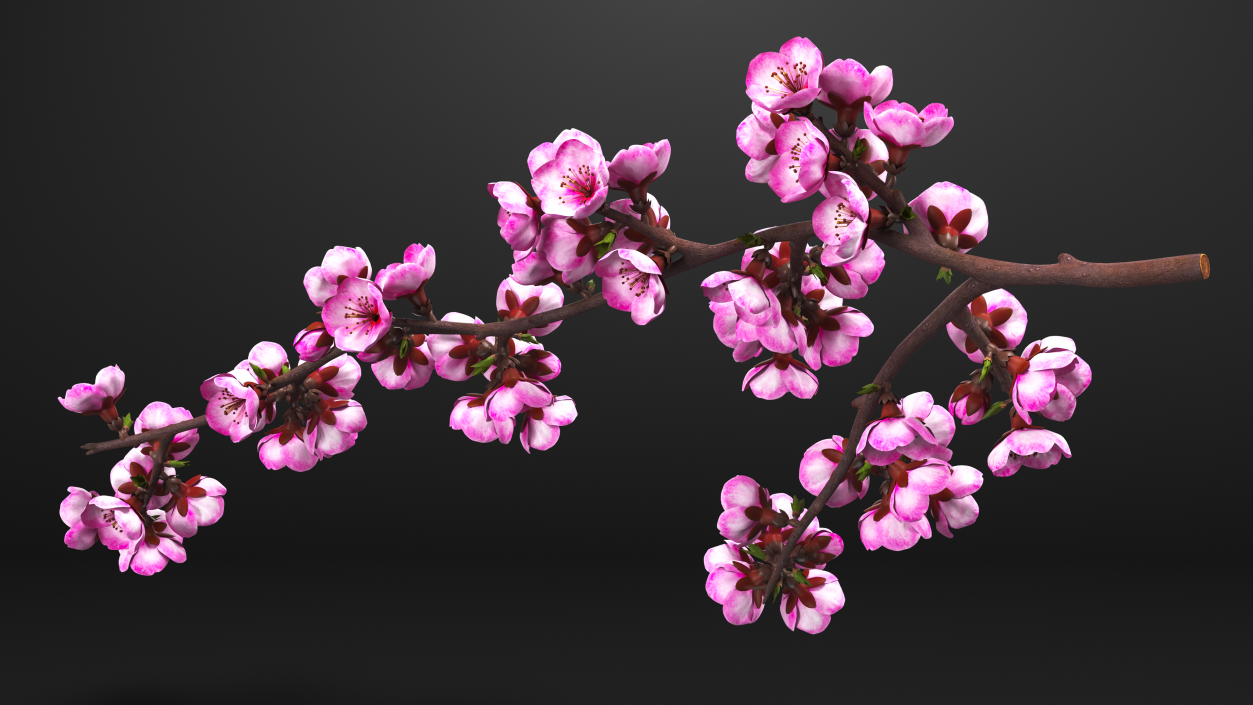 3D Sakura Tree Branch with Pink Flowers