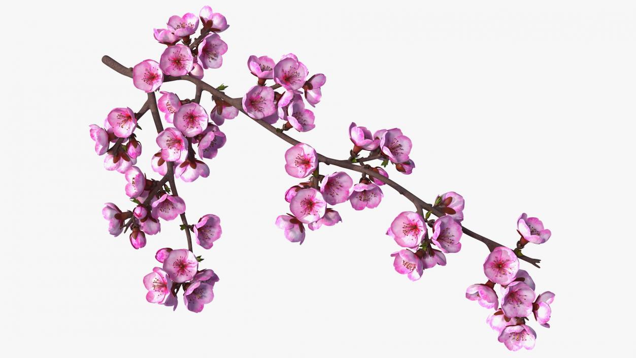 3D Sakura Tree Branch with Pink Flowers