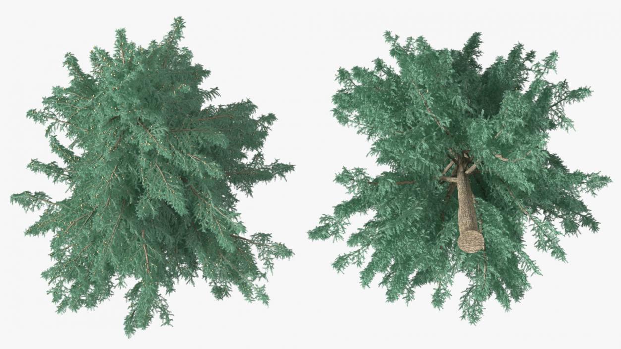 3D Cedrus Libani Blue Tree model