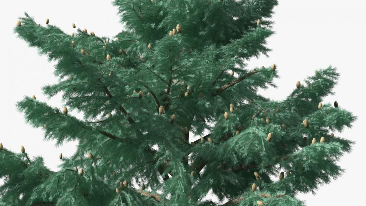 3D Cedrus Libani Blue Tree model