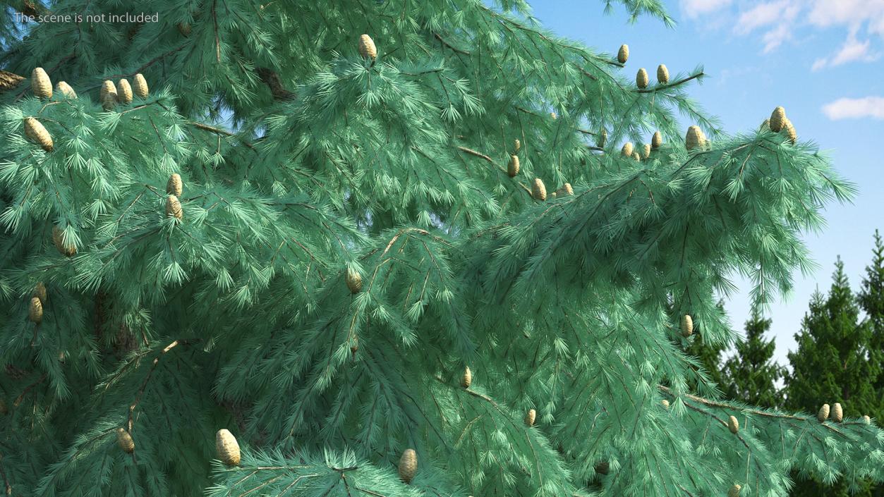 3D Cedrus Libani Blue Tree model