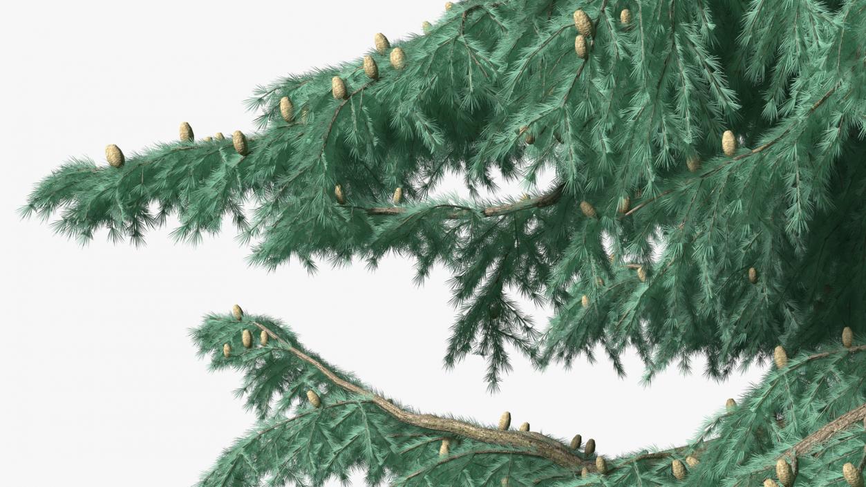 3D Cedrus Libani Blue Tree model