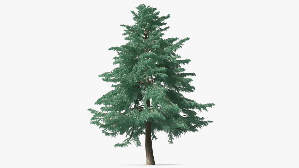 3D Cedrus Libani Blue Tree model