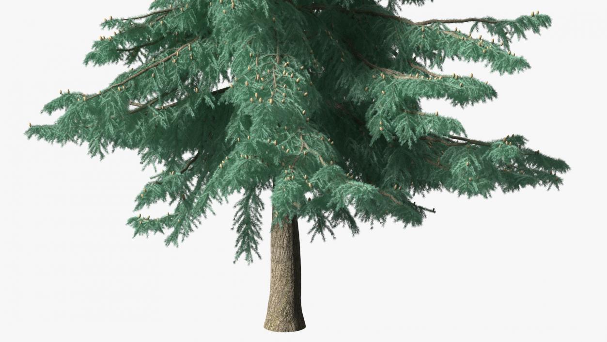 3D Cedrus Libani Blue Tree model