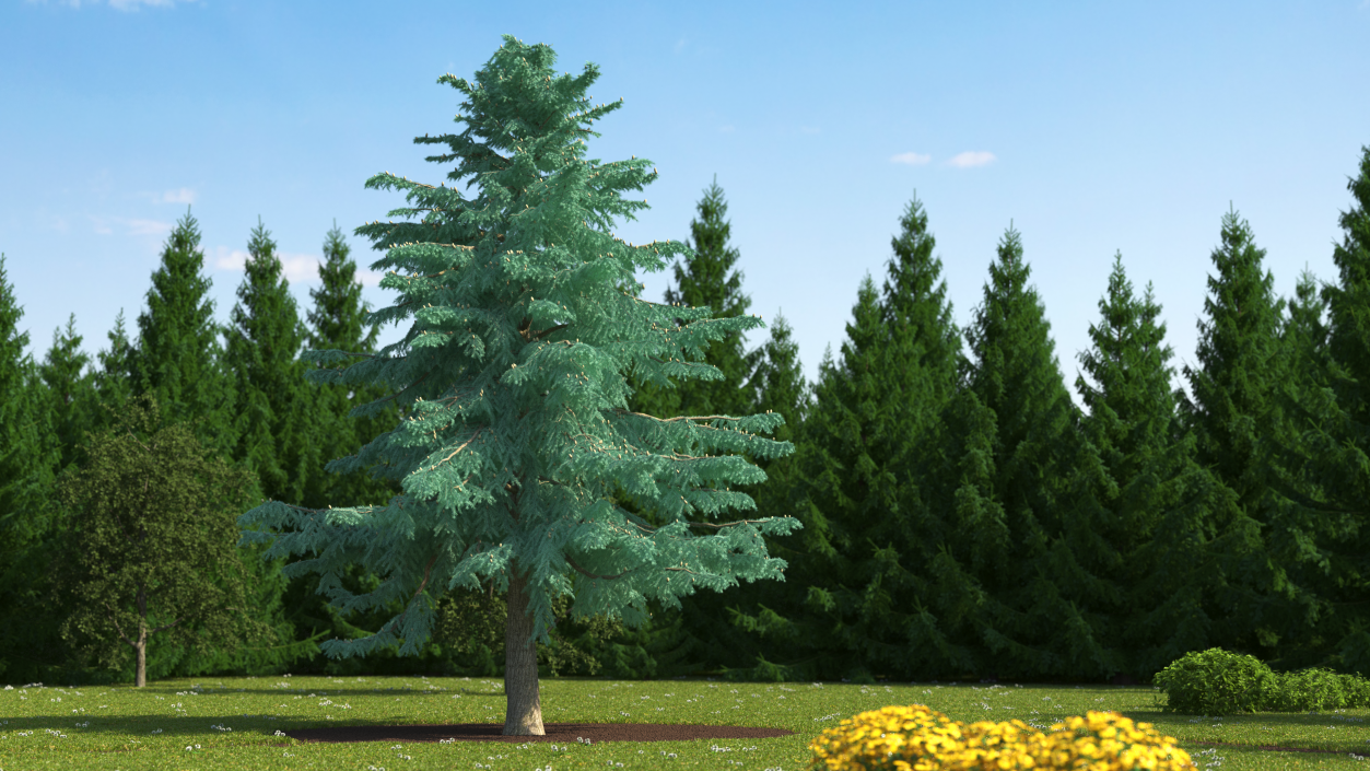 3D Cedrus Libani Blue Tree model