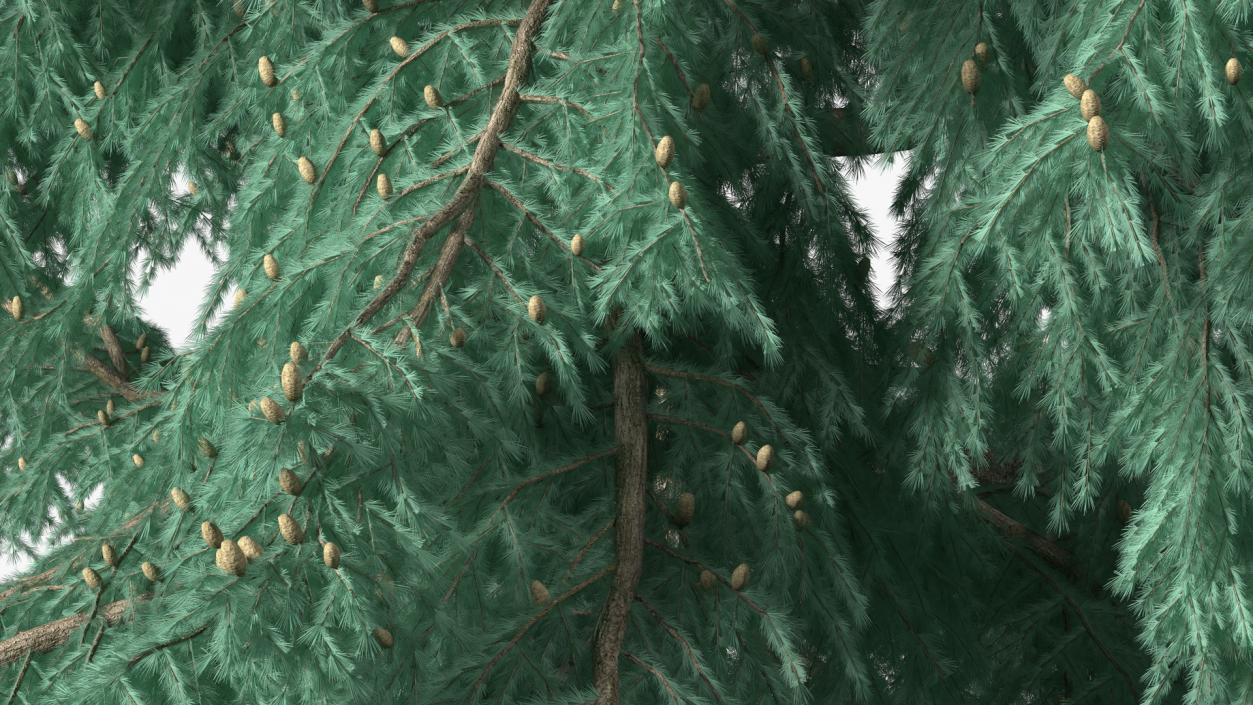 3D Cedrus Libani Blue Tree model