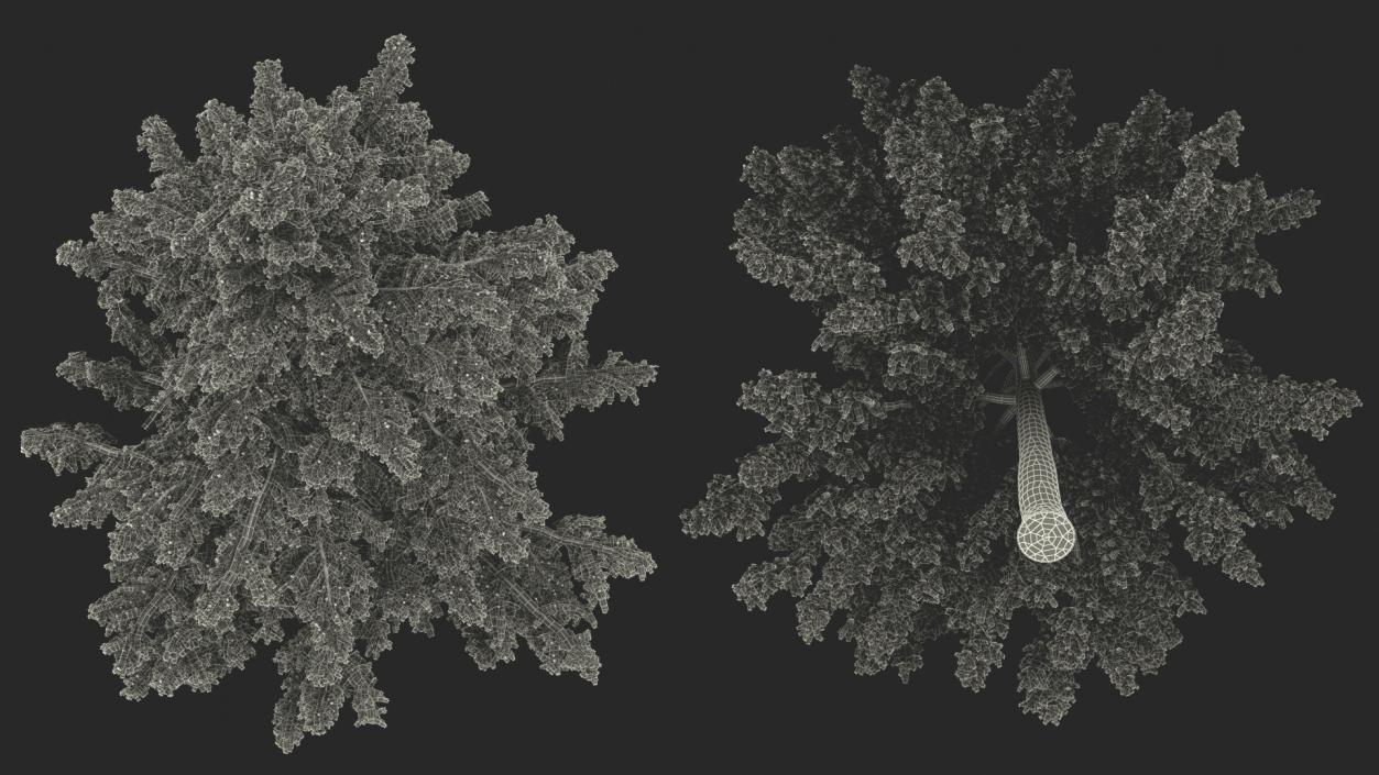 3D Cedrus Libani Blue Tree model