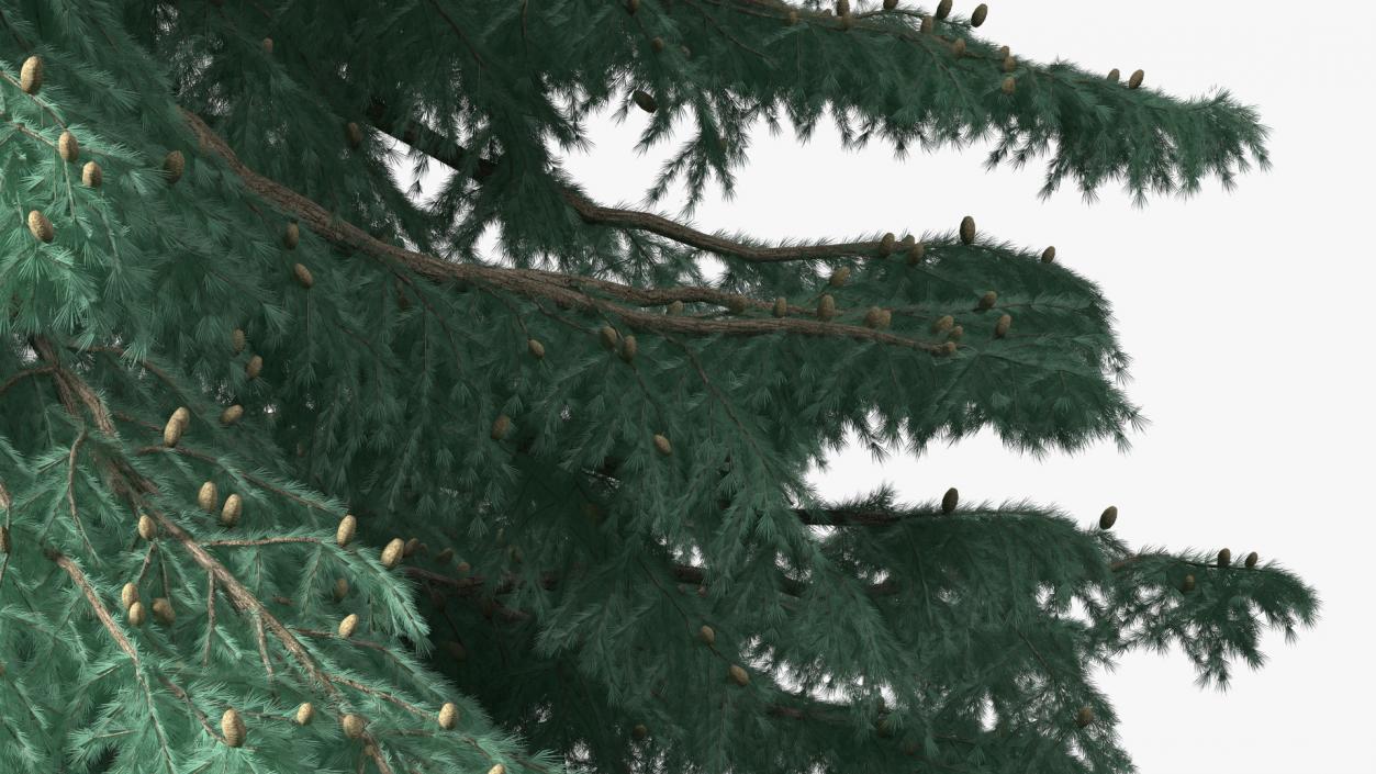 3D Cedrus Libani Blue Tree model