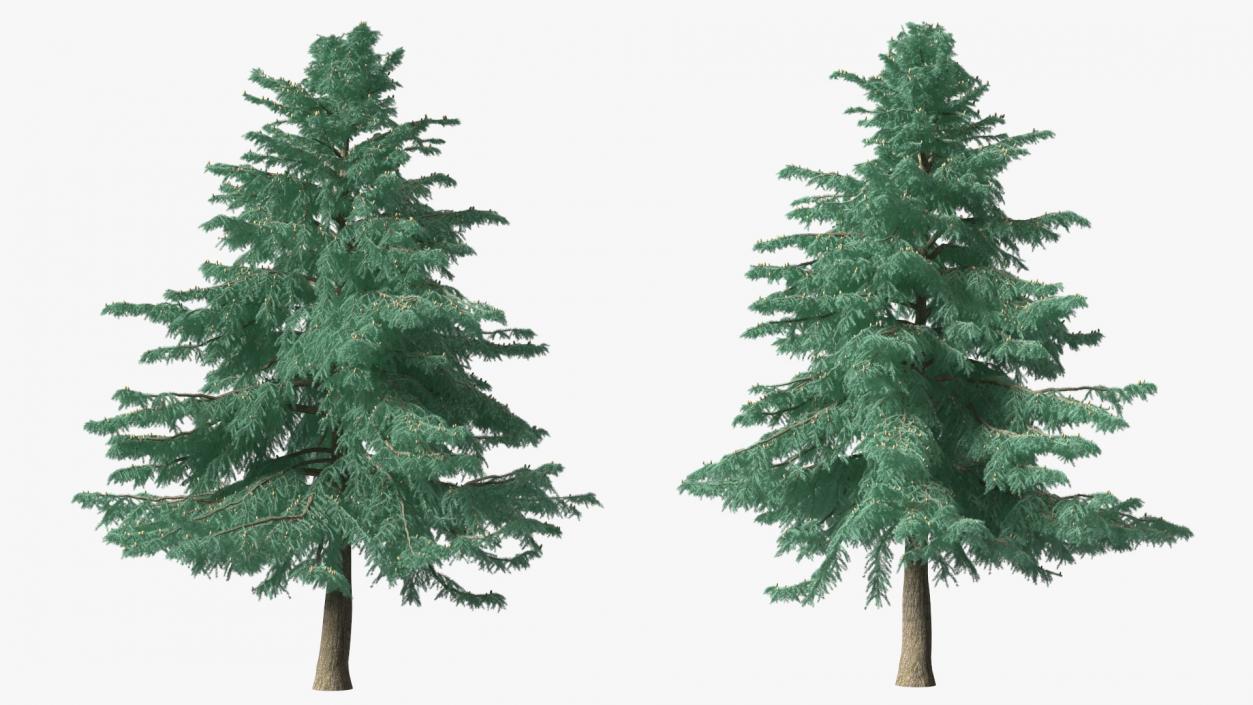 3D Cedrus Libani Blue Tree model