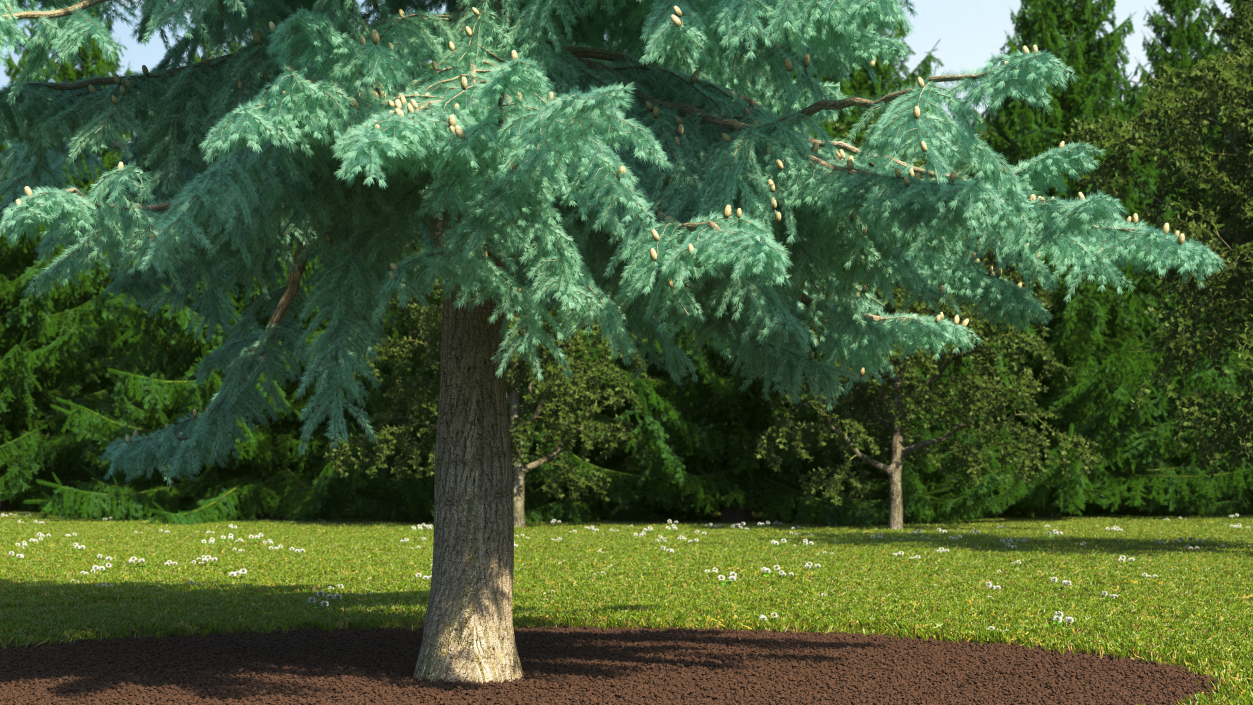 3D Cedrus Libani Blue Tree model