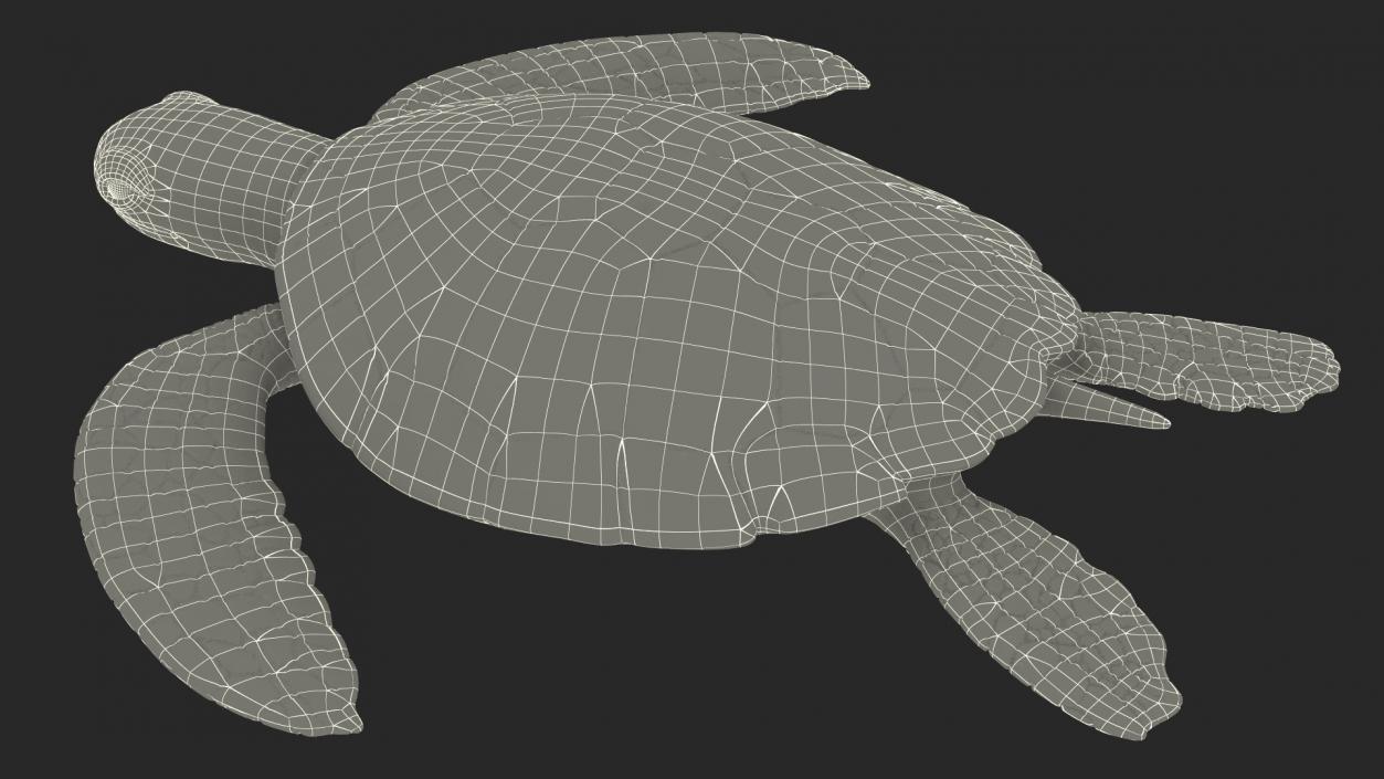 Realistic Sea Turtle Rigged 3D