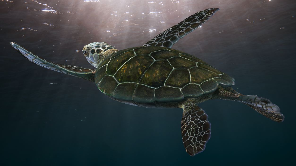 Realistic Sea Turtle Rigged 3D