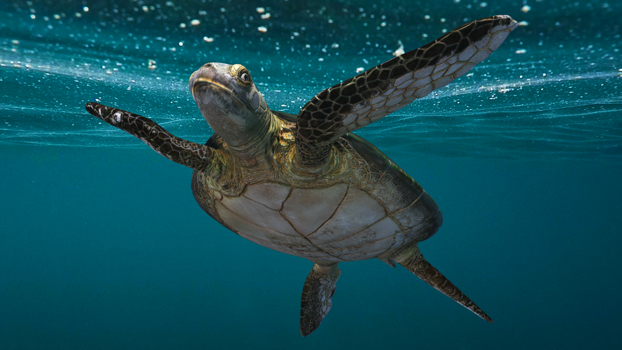 Realistic Sea Turtle Rigged 3D