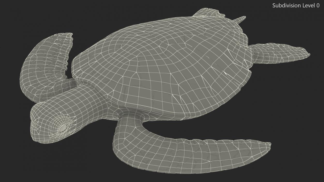 Realistic Sea Turtle Rigged 3D