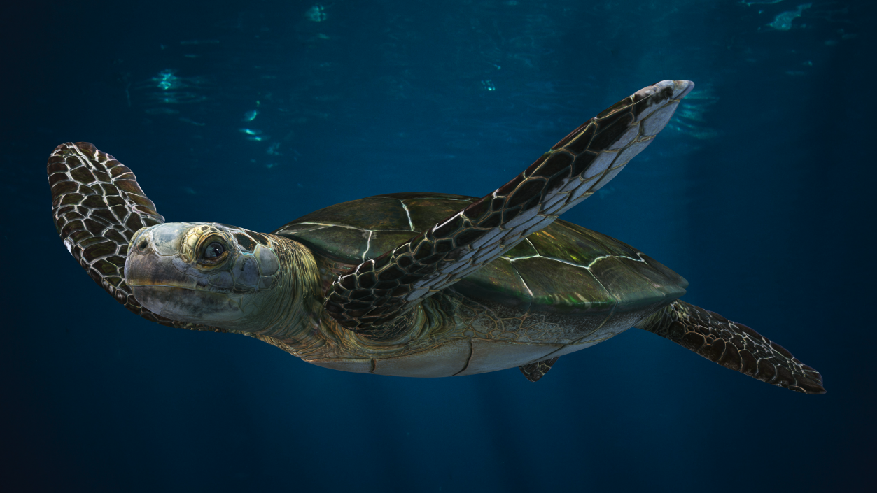 Realistic Sea Turtle Rigged 3D