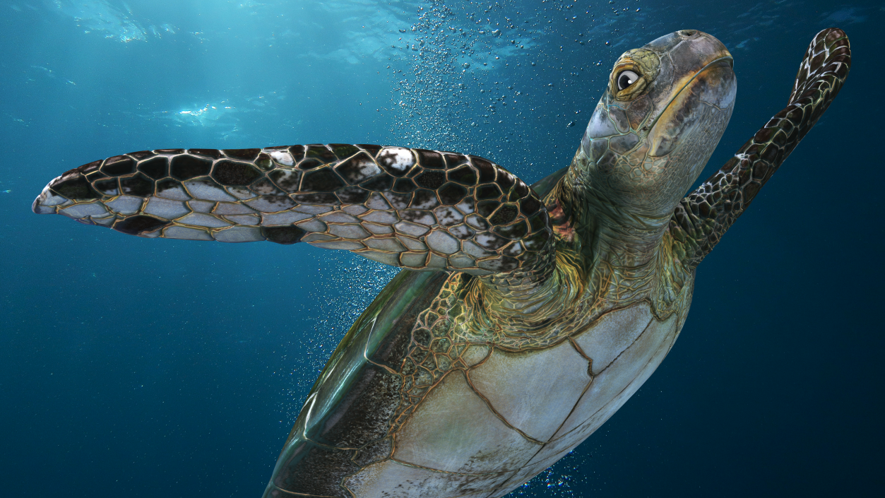 Realistic Sea Turtle Rigged 3D