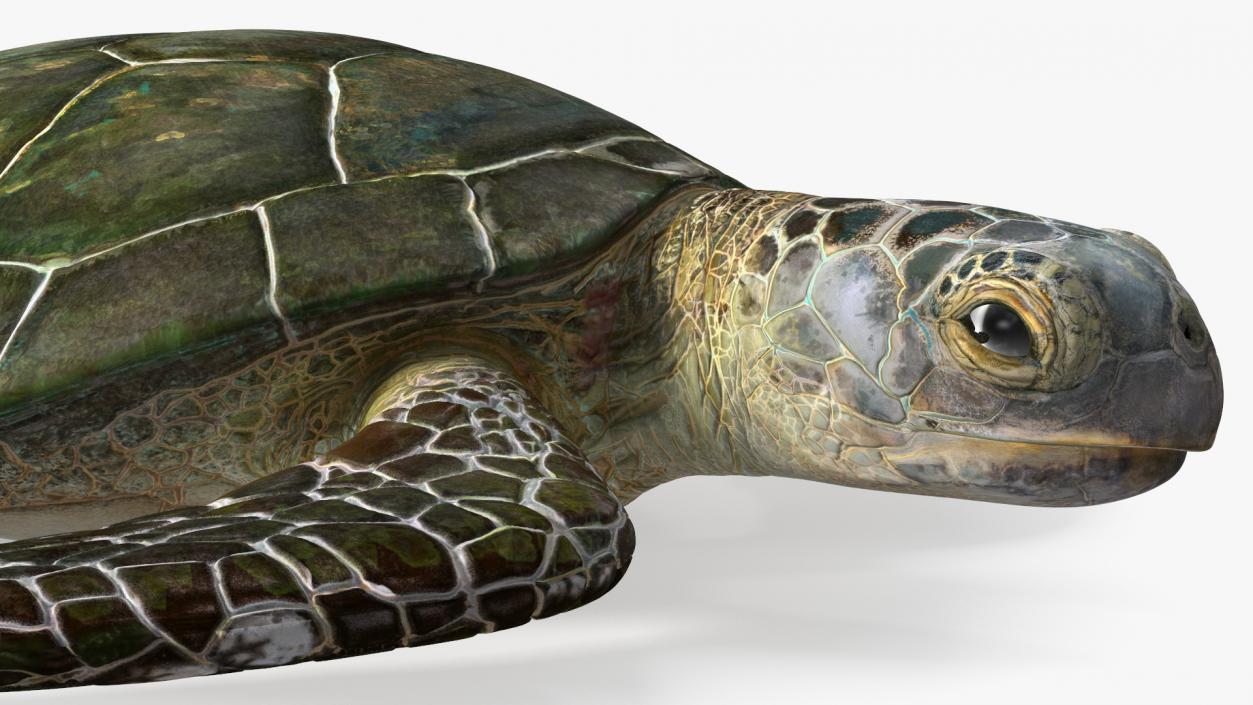 Realistic Sea Turtle Rigged 3D