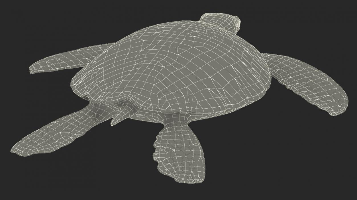 Realistic Sea Turtle Rigged 3D