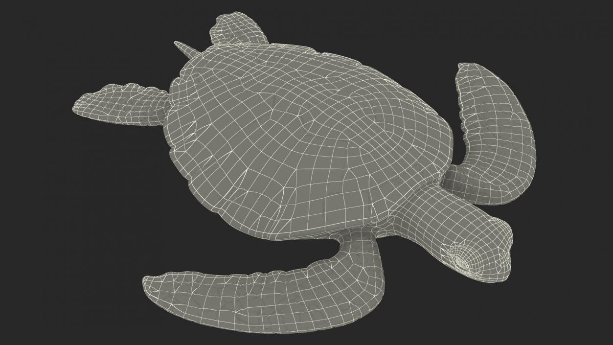 Realistic Sea Turtle Rigged 3D