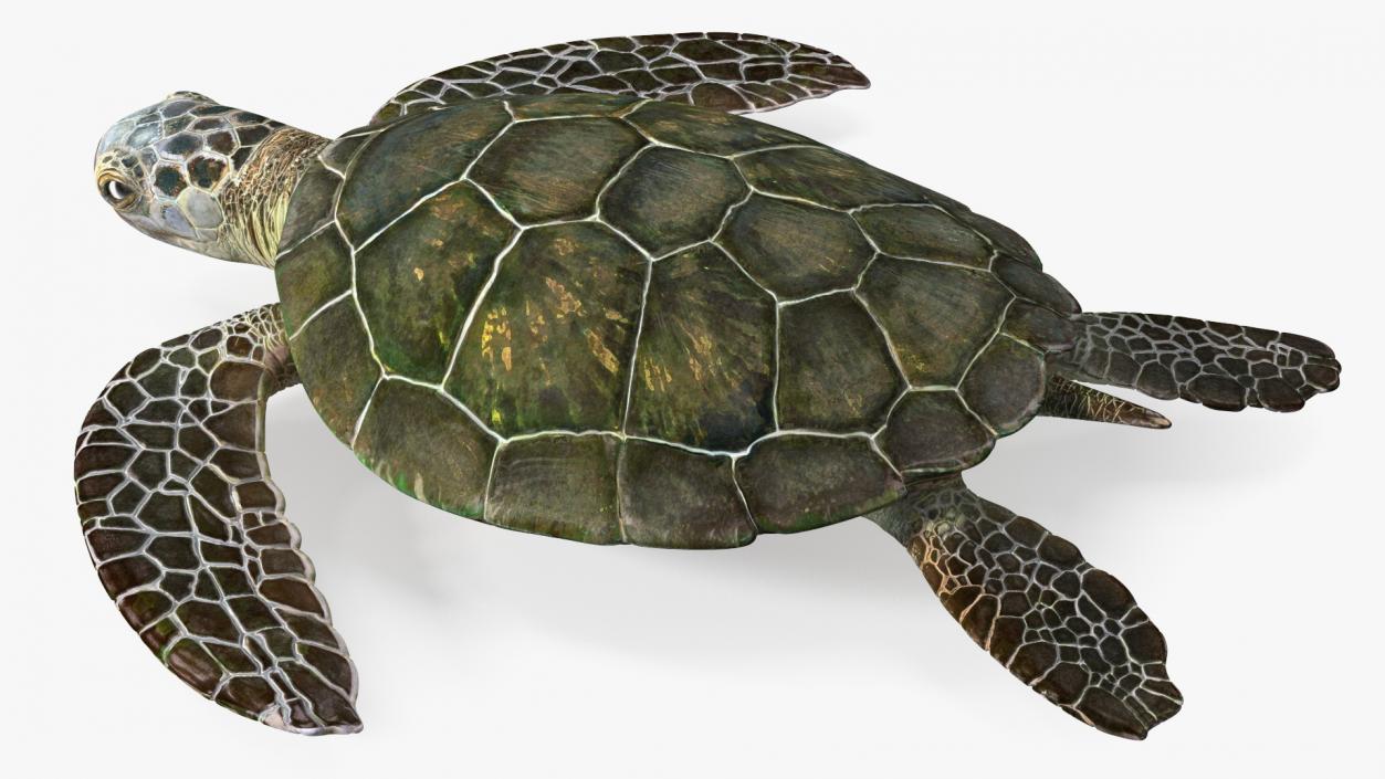 Realistic Sea Turtle Rigged 3D