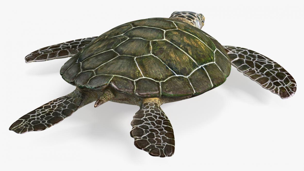 Realistic Sea Turtle Rigged 3D