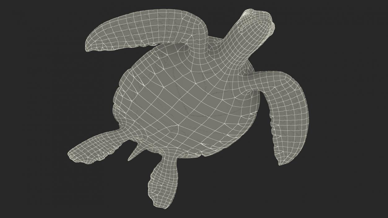 Realistic Sea Turtle Rigged 3D