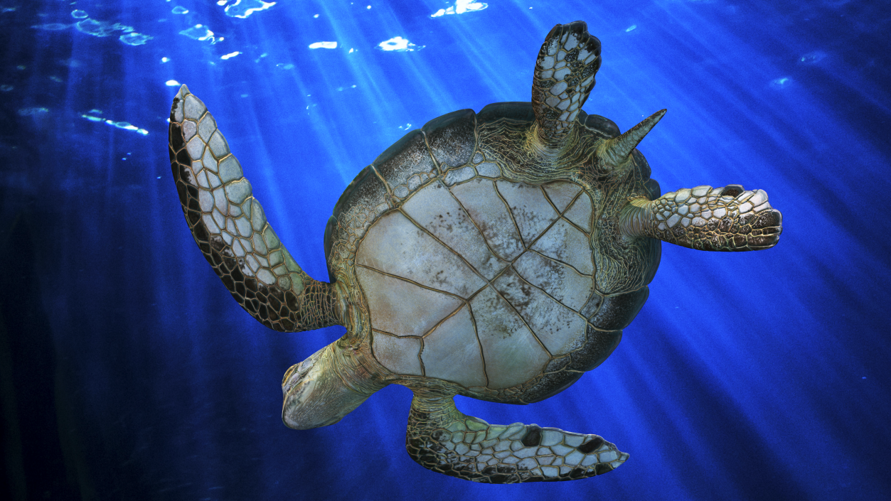 Realistic Sea Turtle Rigged 3D