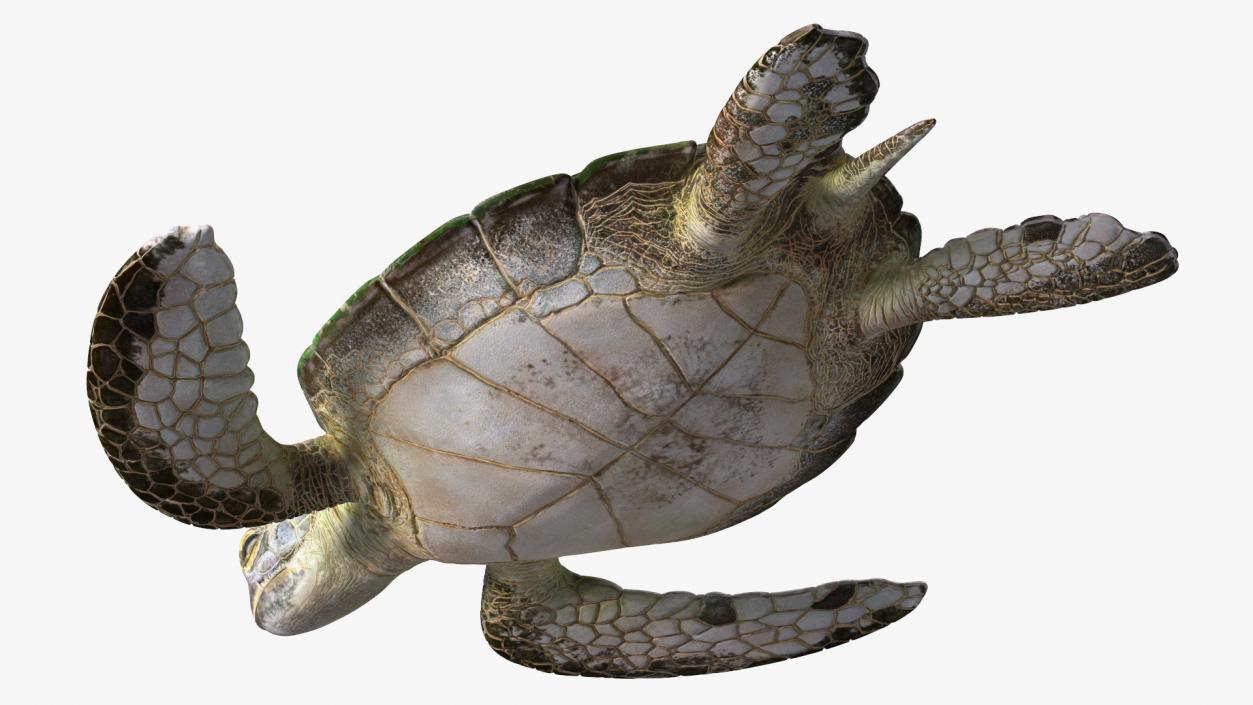 Realistic Sea Turtle Rigged 3D