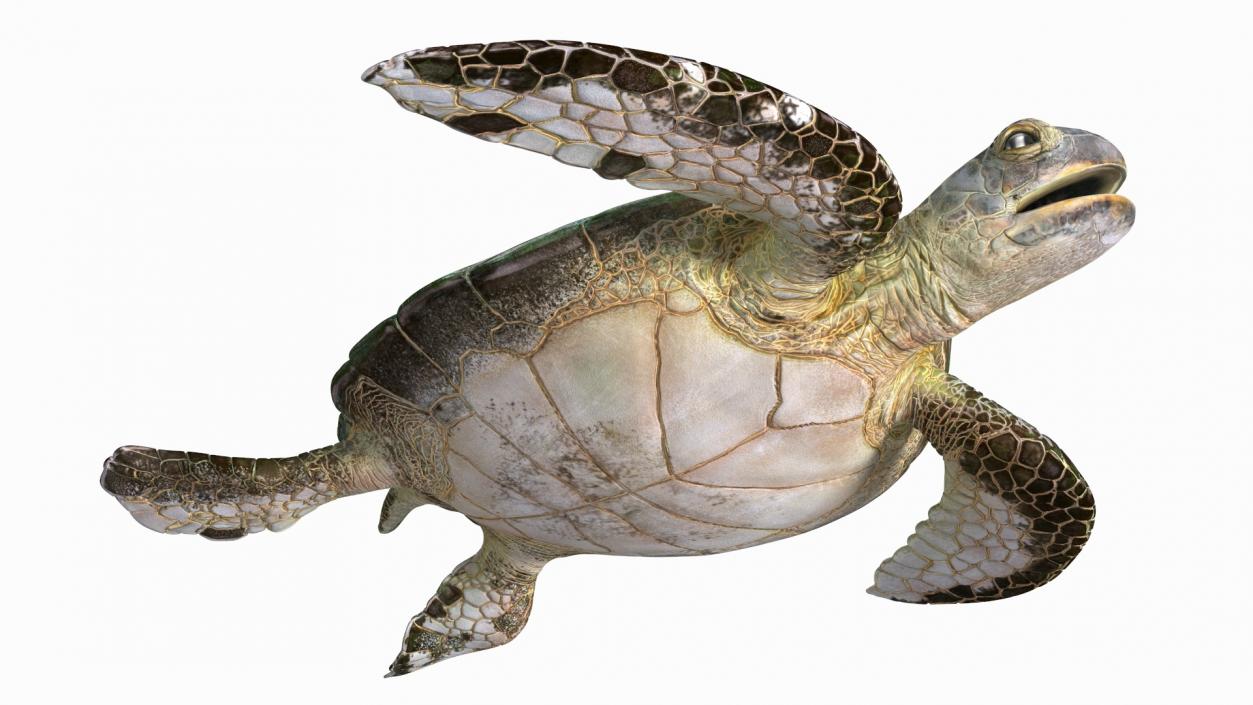 Realistic Sea Turtle Rigged 3D