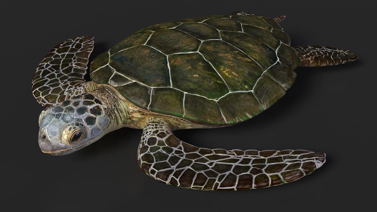 Realistic Sea Turtle Rigged 3D