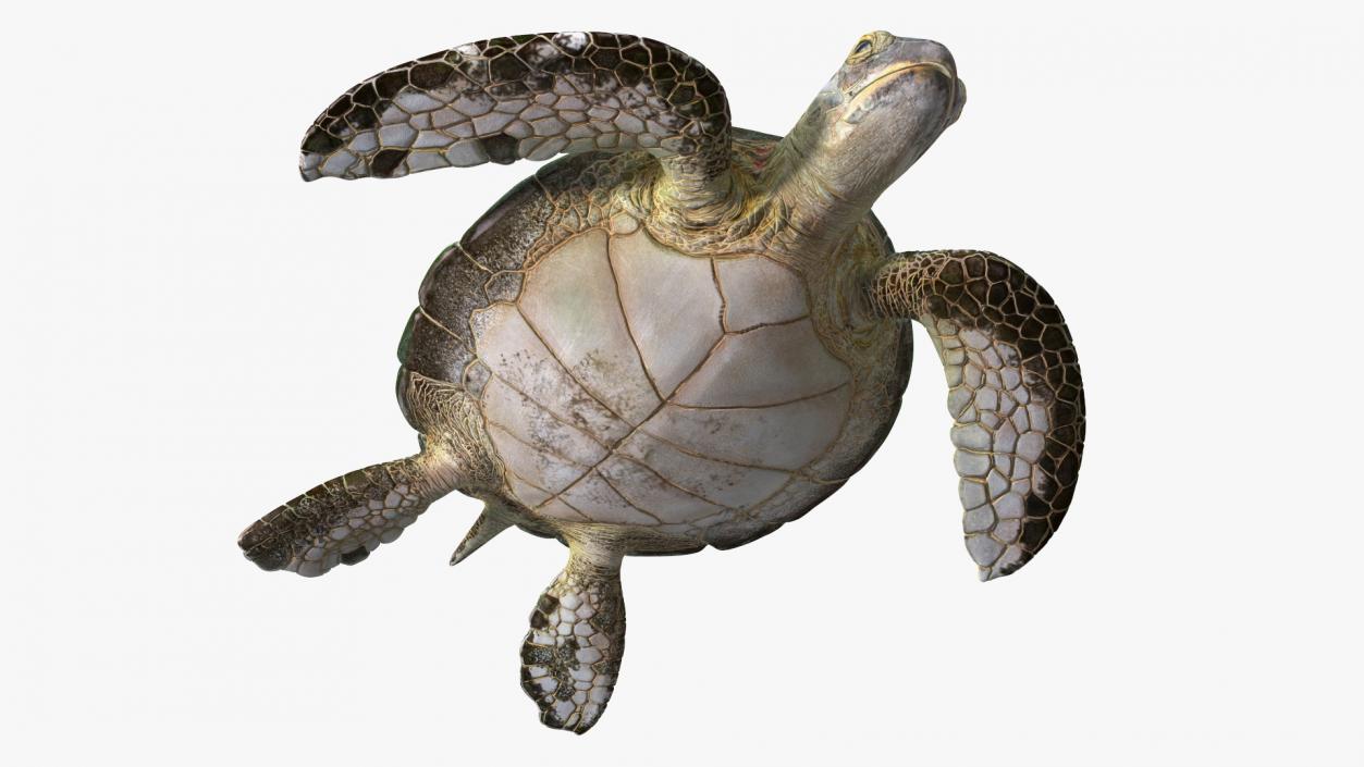 Realistic Sea Turtle Rigged 3D