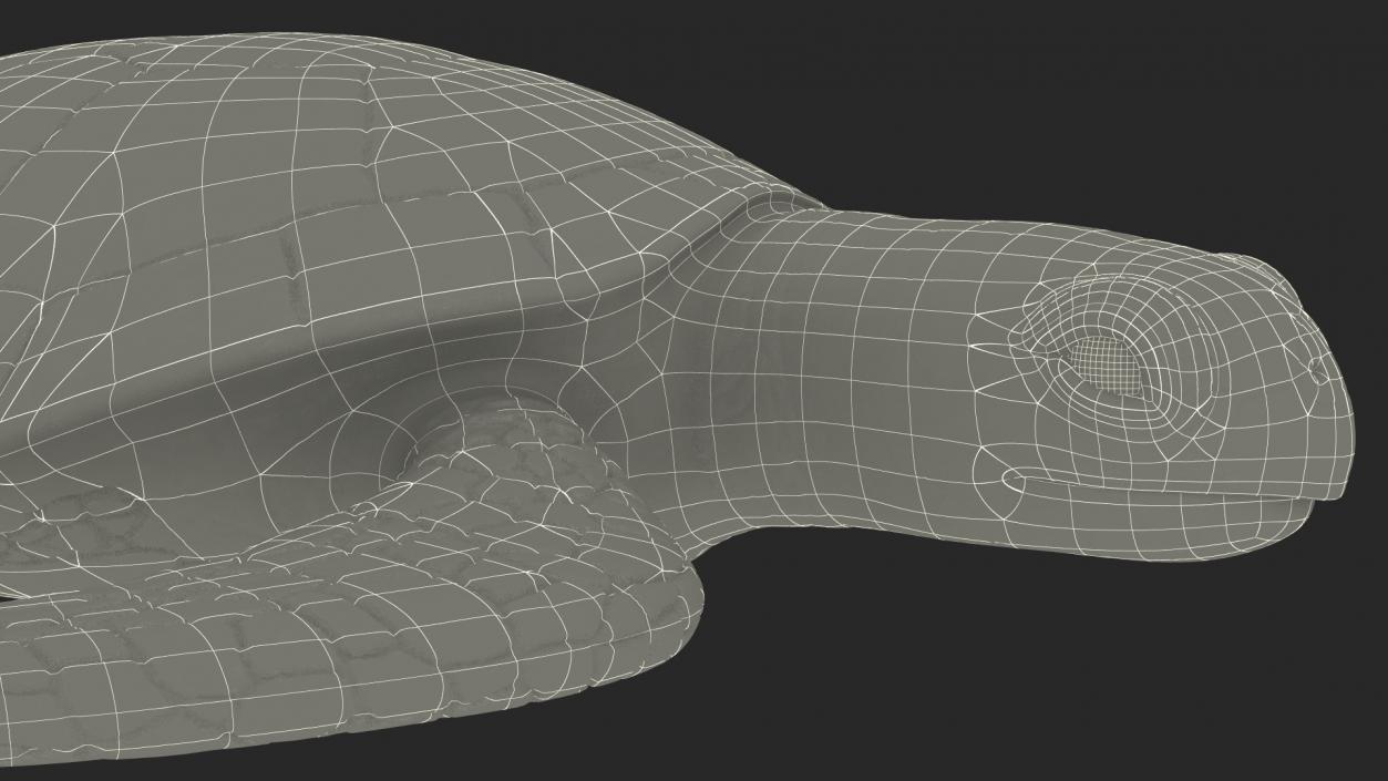 Realistic Sea Turtle Rigged 3D