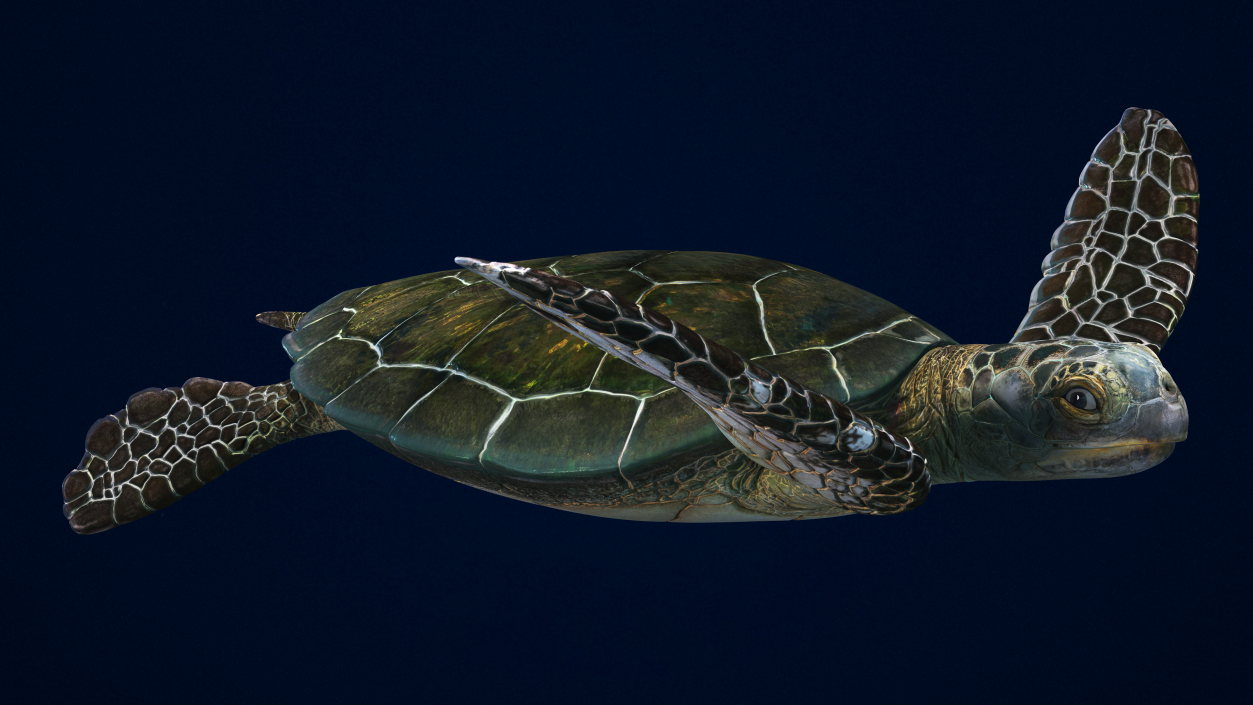 Realistic Sea Turtle Rigged 3D