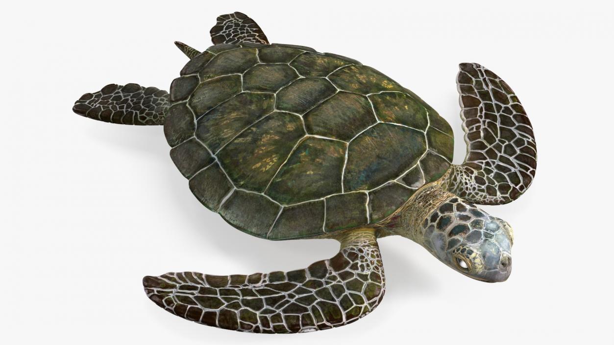 Realistic Sea Turtle Rigged 3D