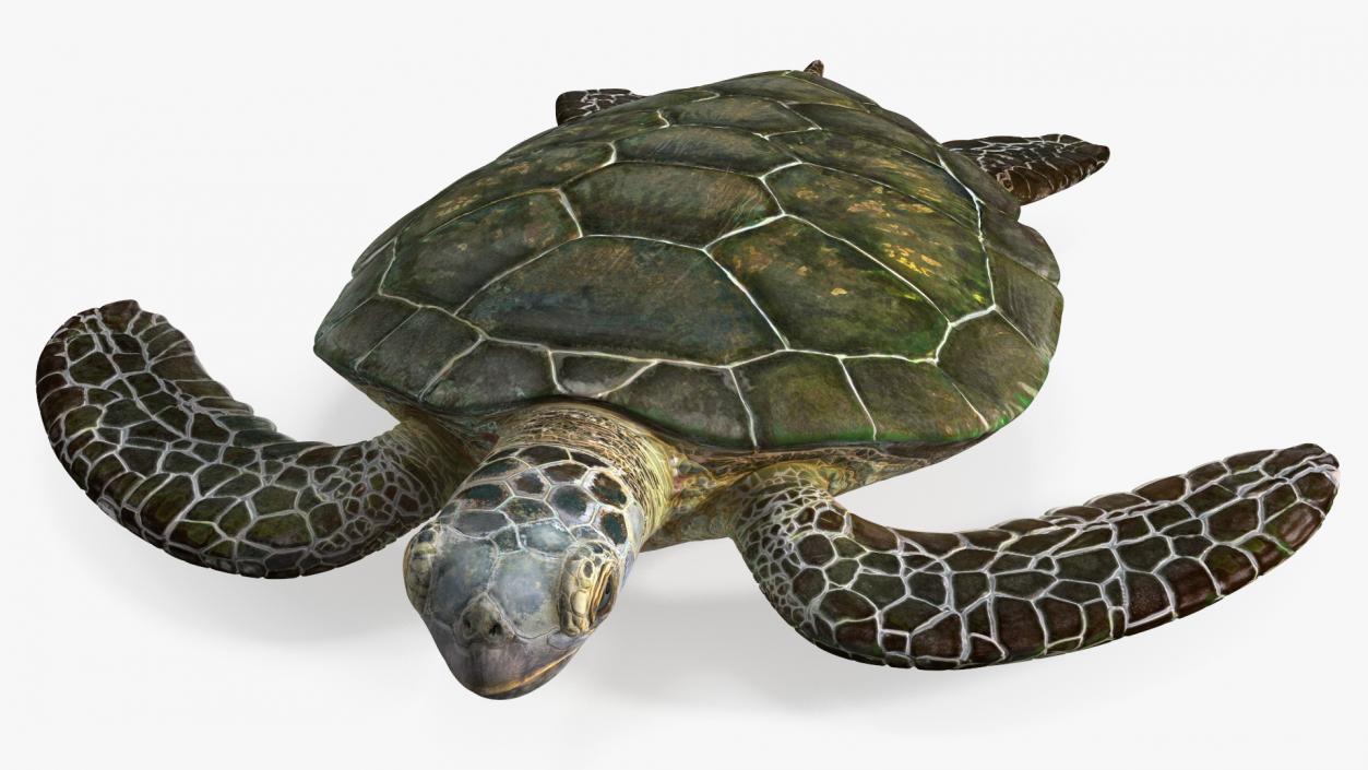 Realistic Sea Turtle Rigged 3D