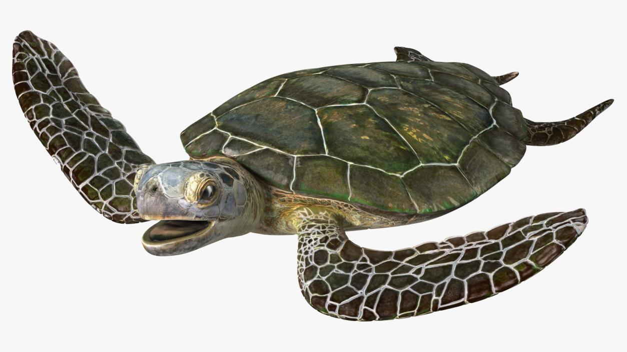 Realistic Sea Turtle Rigged 3D