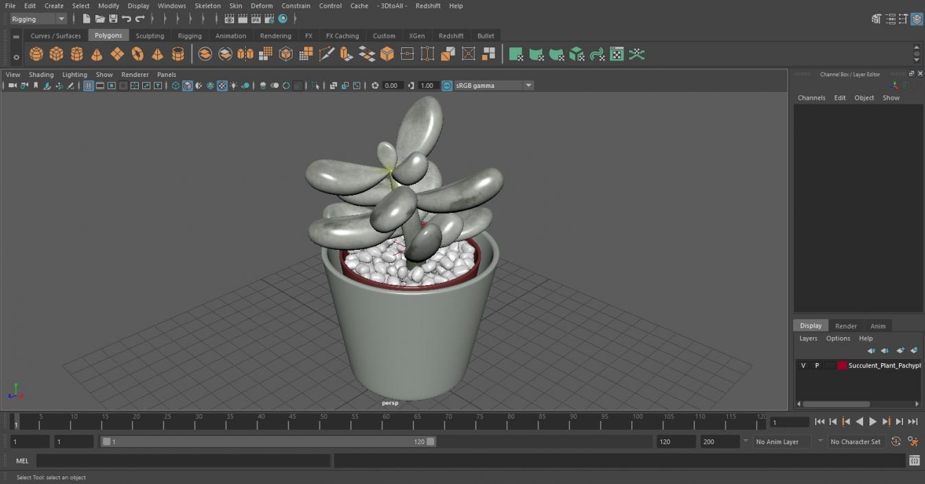 Succulent Plant Pachyphytum 3D