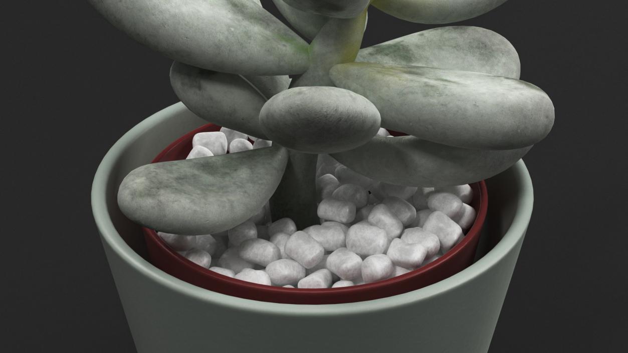 Succulent Plant Pachyphytum 3D