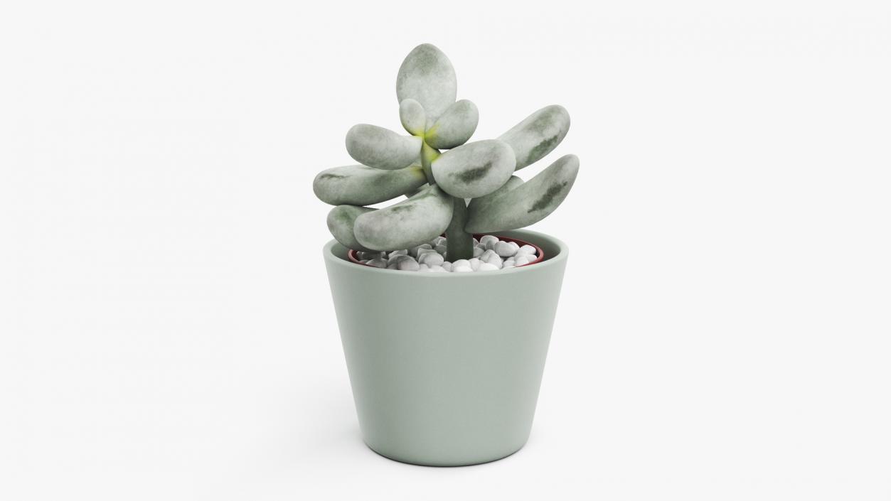 Succulent Plant Pachyphytum 3D