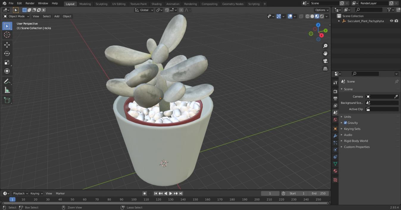 Succulent Plant Pachyphytum 3D