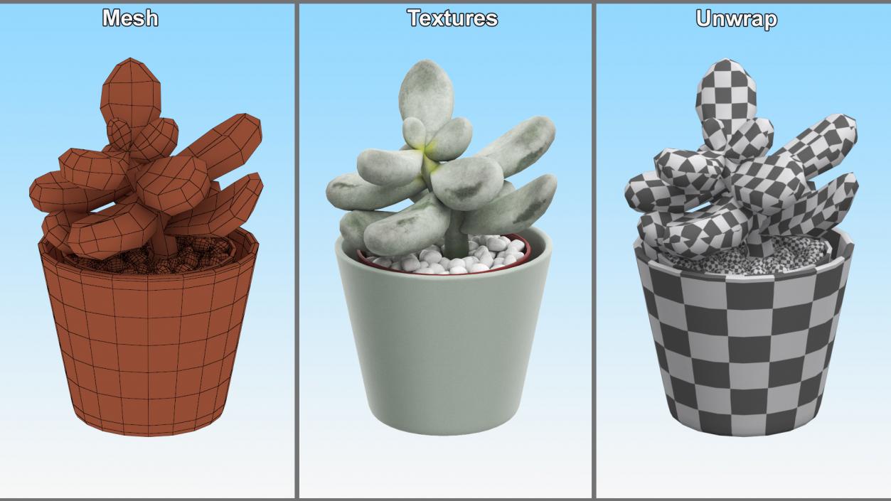 Succulent Plant Pachyphytum 3D